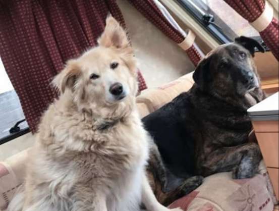 Heartbroken Dog Lost His Brother And Now He Won't Stop Cuddling His Pillow