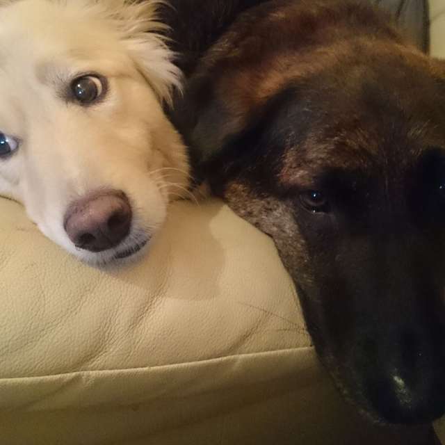 Heartbroken Dog Lost His Brother And Now He Won't Stop Cuddling His Pillow