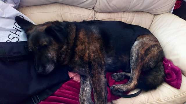 Heartbroken Dog Lost His Brother And Now He Won't Stop Cuddling His Pillow