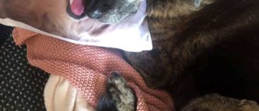 Heartbroken Dog Lost His Brother And Now He Won't Stop Cuddling His Pillow