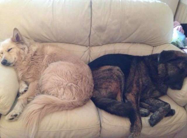 Heartbroken Dog Lost His Brother And Now He Won't Stop Cuddling His Pillow
