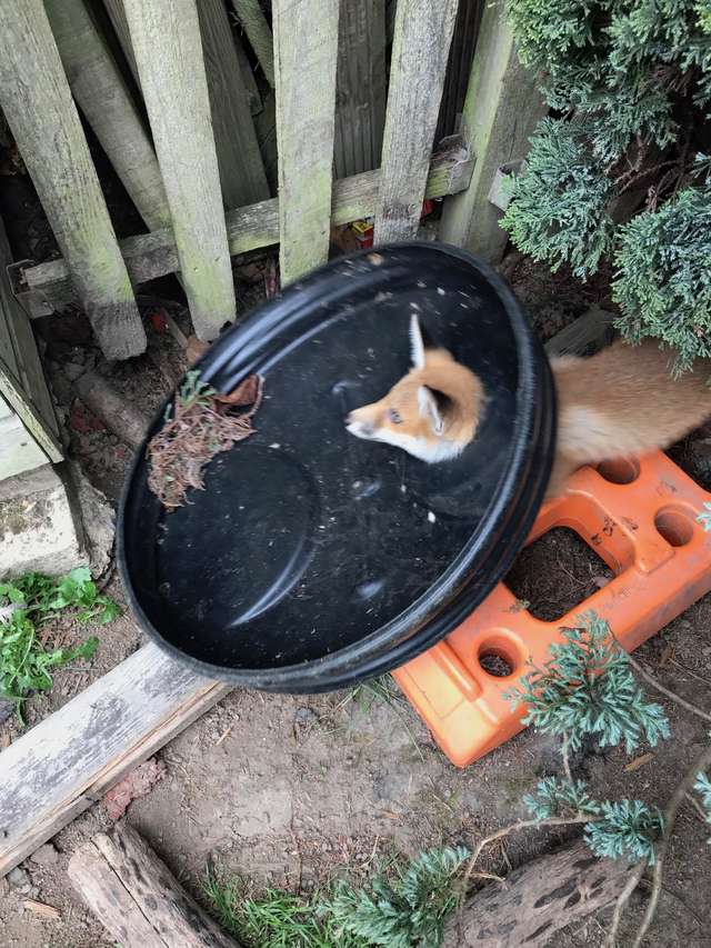 Fox With Stuck In A Trash Can Lid Found By High School Teachers