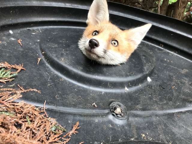 Fox With Stuck In A Trash Can Lid Found By High School Teachers