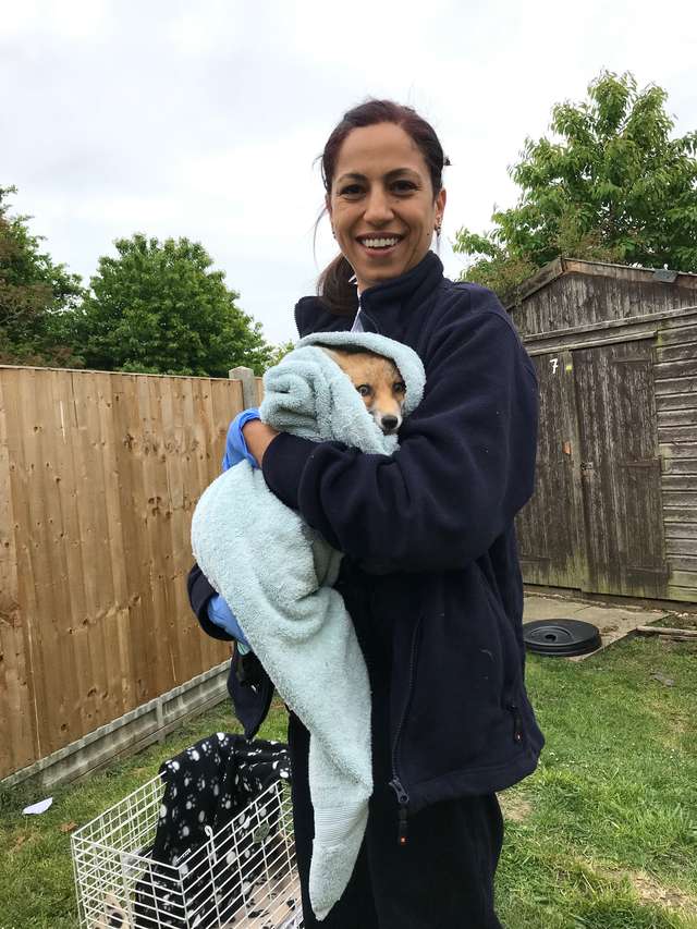 Fox With Stuck In A Trash Can Lid Found By High School Teachers