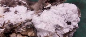Garbage Collector Rummages Through Trash Can To Find A Cat Covered with Foam