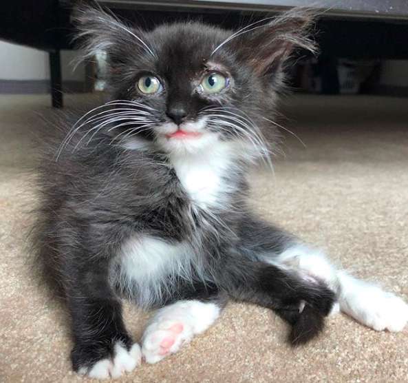 Tulip, the cat who won't stop smiling after he was rescued