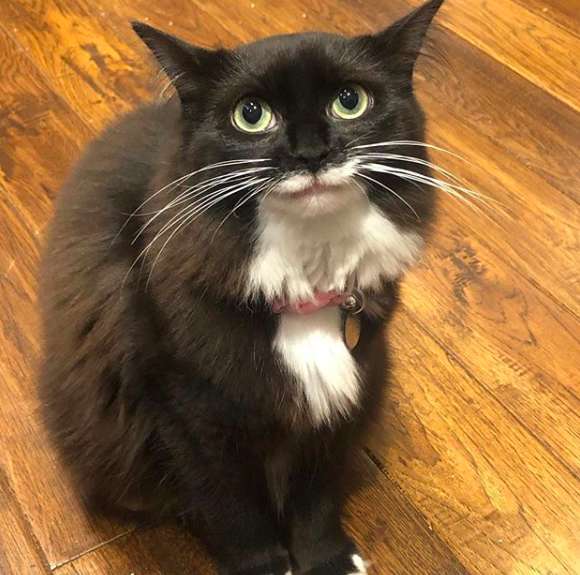 Tulip, the cat who won't stop smiling after he was rescued