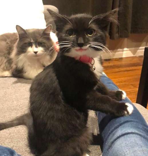 Tulip, the cat who won't stop smiling after he was rescued