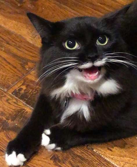 Tulip, the cat who won't stop smiling after he was rescued