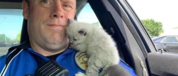 Police Officer Saves Two Kittens and They Could Not Stop Cuddling With Him