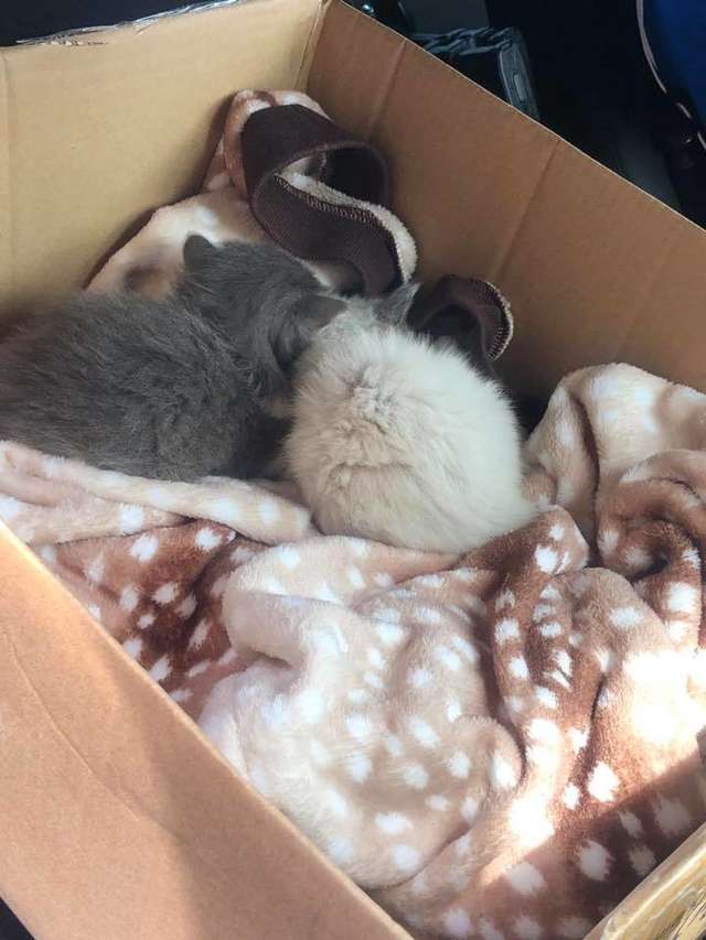 Police Officer Saves Two Kittens and They Could Not Stop Cuddling With Him