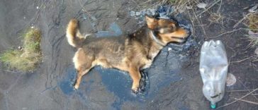 A little dog was trapped in thick tar and kept barking until someone came to help him
