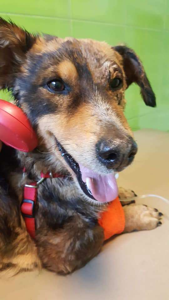 A little dog was trapped in thick tar and kept barking until someone came to help him
