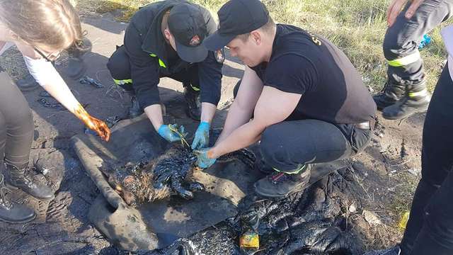 A little dog was trapped in thick tar and kept barking until someone came to help him