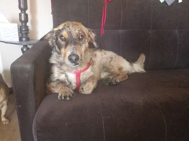 A little dog was trapped in thick tar and kept barking until someone came to help him