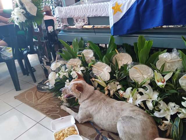 Loyal Dog Waits Here For Weeks For His Loving Deceased Dad To Be Back Once More