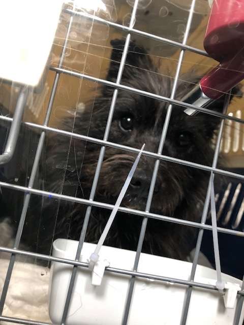 Guy Can't Stop Crying After Finding Out That He Gets To Keep His Foster Dog