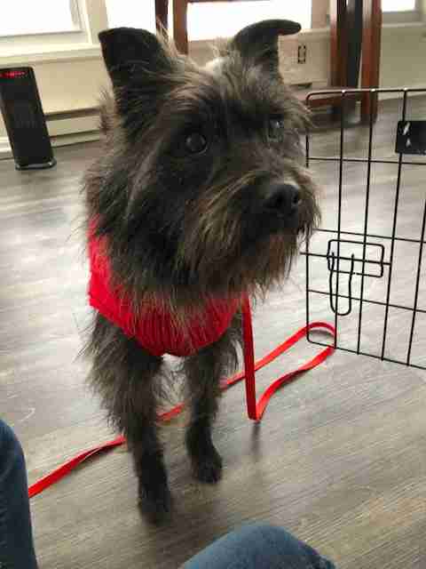 Guy Can't Stop Crying After Finding Out That He Gets To Keep His Foster Dog