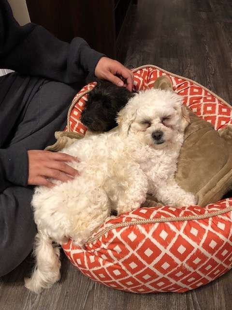 Guy Can't Stop Crying After Finding Out That He Gets To Keep His Foster Dog