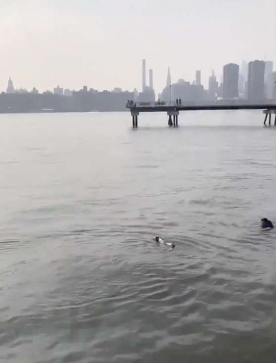 A brave man jumps in the NYC River to save a drowning dog