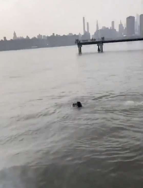 A brave man jumps in the NYC River to save a drowning dog