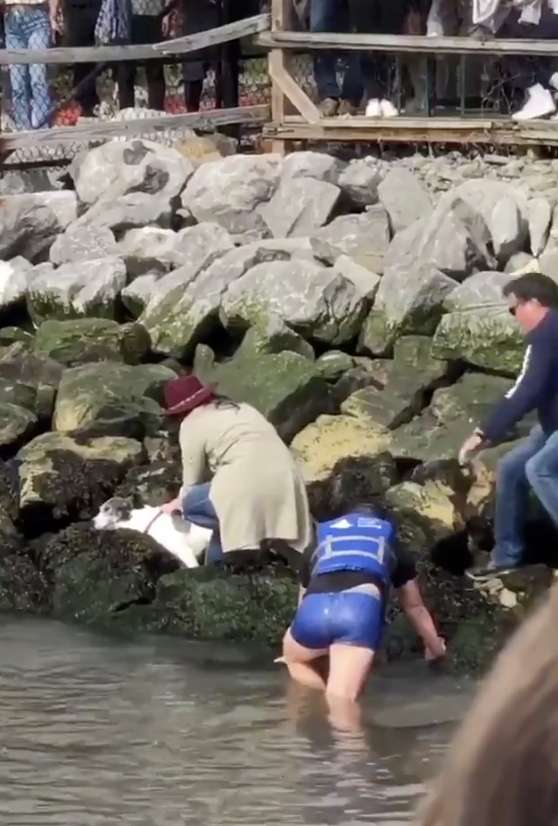 A brave man jumps in the NYC River to save a drowning dog
