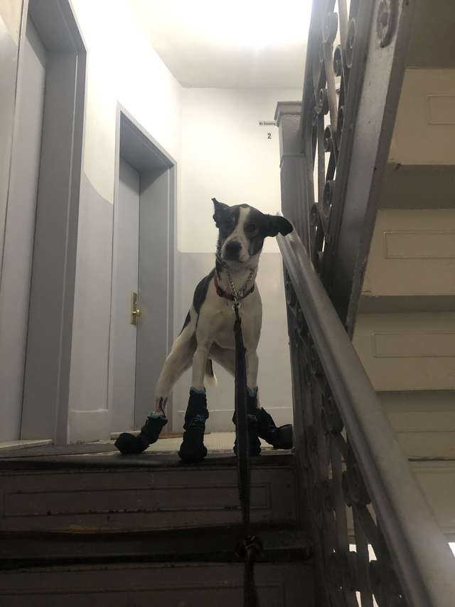 A brave man jumps in the NYC River to save a drowning dog