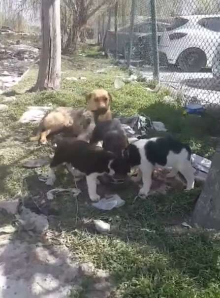 Man Notices A Stray Dog With A Bowl Of Food In Mouth And Then He Follows Her