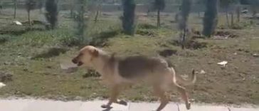 Man Notices A Stray Dog With A Bowl Of Food In Mouth And Then He Follows Her