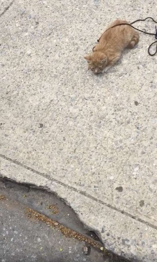 Man sees a kitten with a shoelace tied around its neck