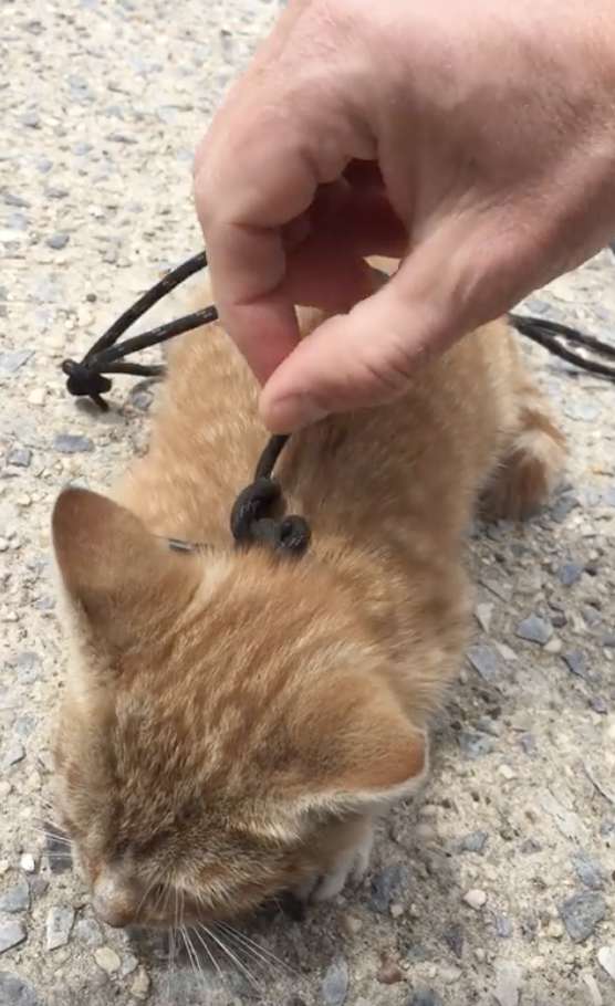 Man sees a kitten with a shoelace tied around its neck