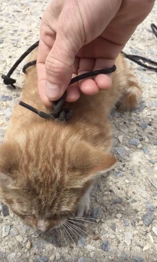 Man sees a kitten with a shoelace tied around its neck