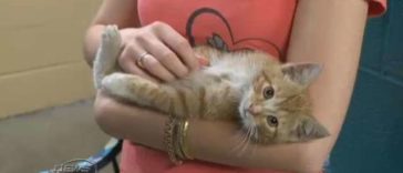 Man sees a kitten with a shoelace tied around its neck
