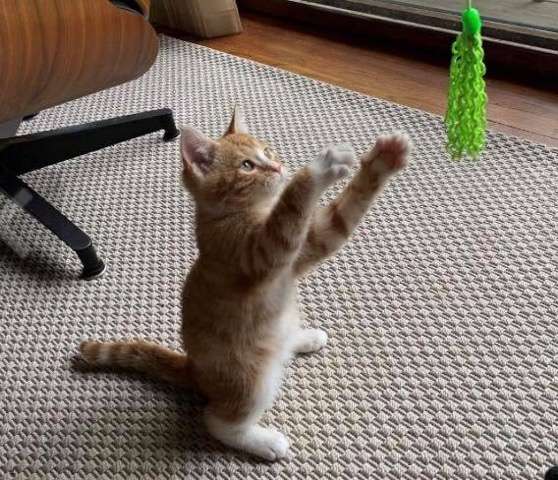 Man sees a kitten with a shoelace tied around its neck