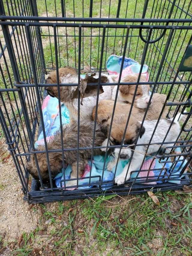 Tiny Puppies Found Abandoned in a Box on A 90-degree Day
