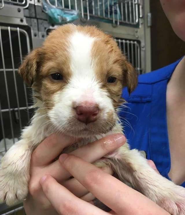 Tiny Puppies Found Abandoned in a Box on A 90-degree Day