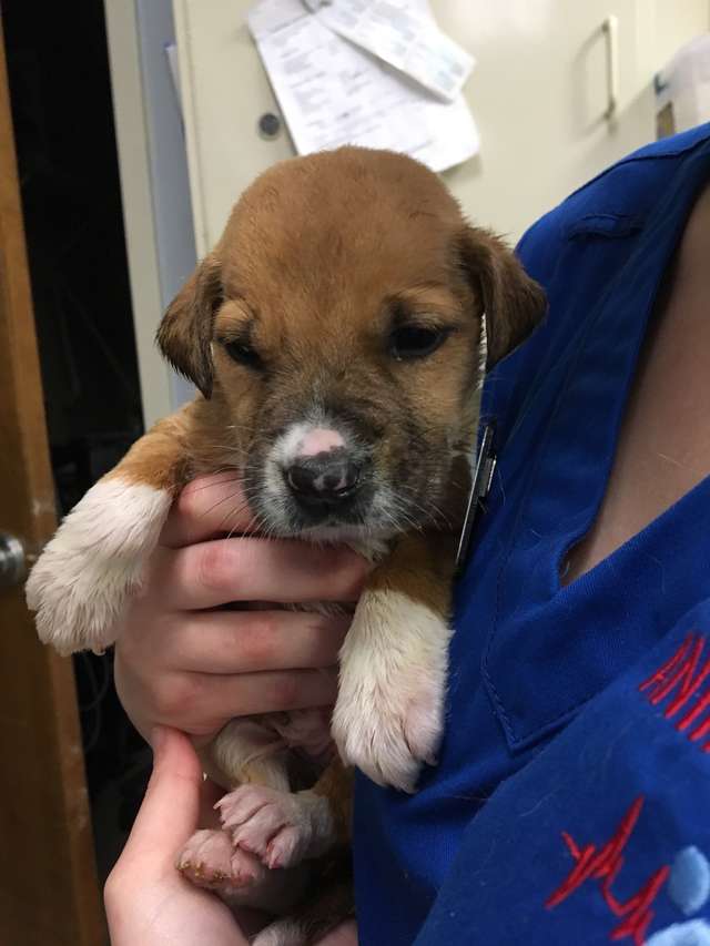 Tiny Puppies Found Abandoned in a Box on A 90-degree Day