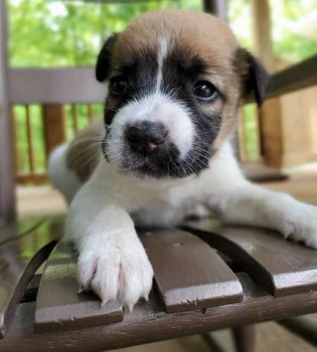 Tiny Puppies Found Abandoned in a Box on A 90-degree Day