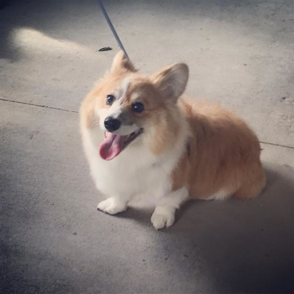 People Running Race Can't Seem to Resist The Cute Corgi On The Sidelines