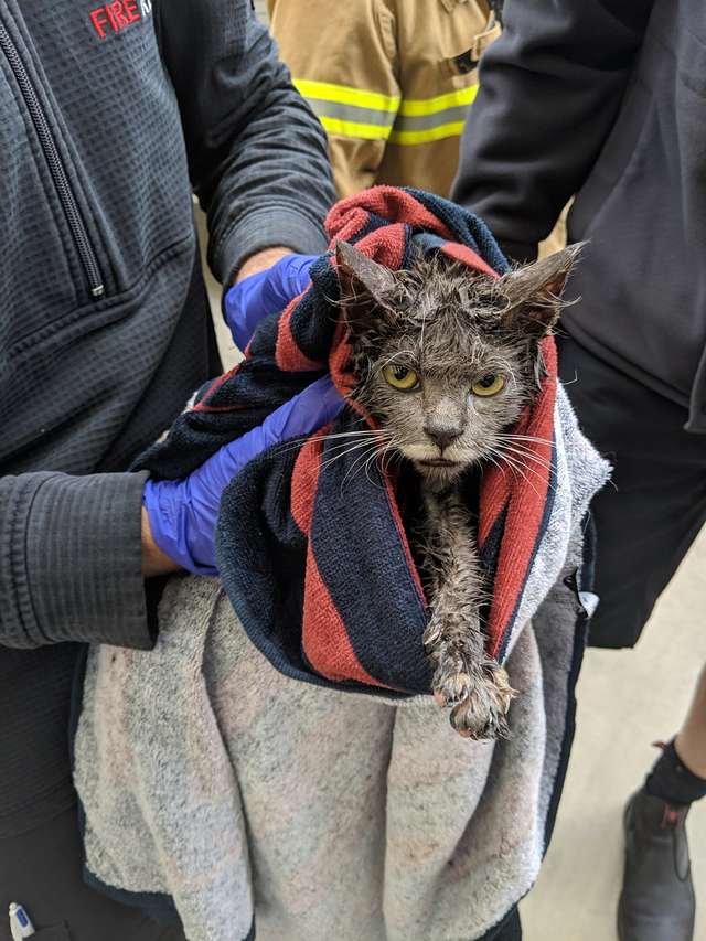 A random factory worker suddenly spots a trapped cat's face