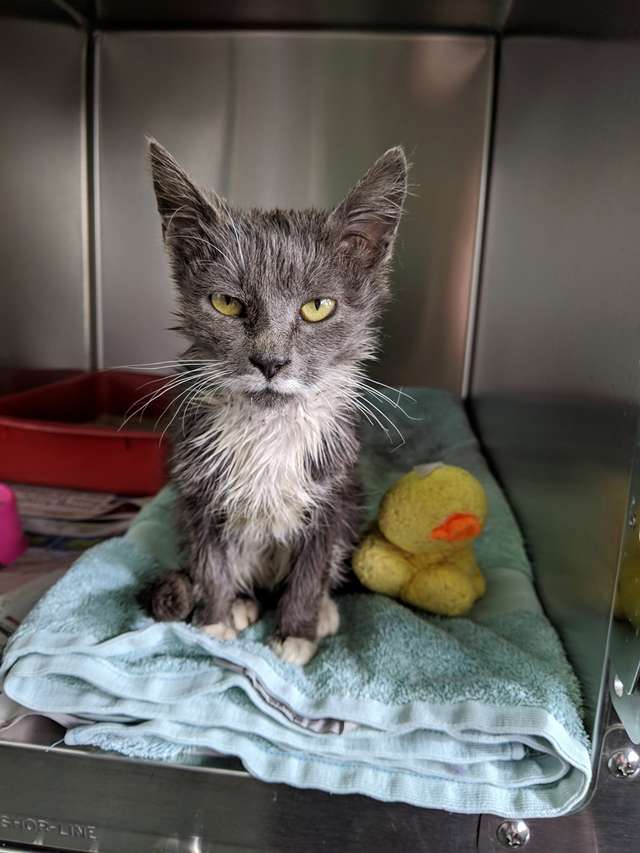 A random factory worker suddenly spots a trapped cat's face