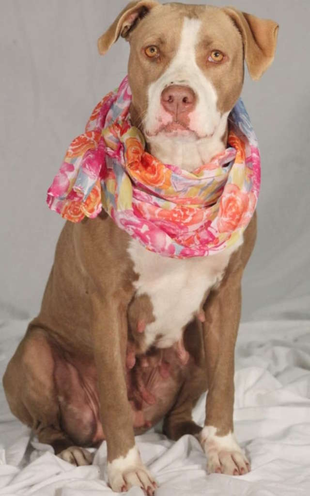 Foster Pitbull Pup Snuggles With Her Foster Mom TO Hear All The Nice Things