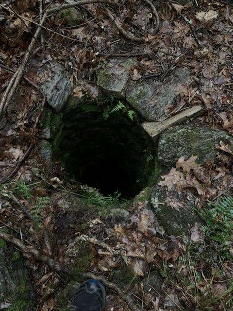 Dog playing in the woods falls accidently into a hole
