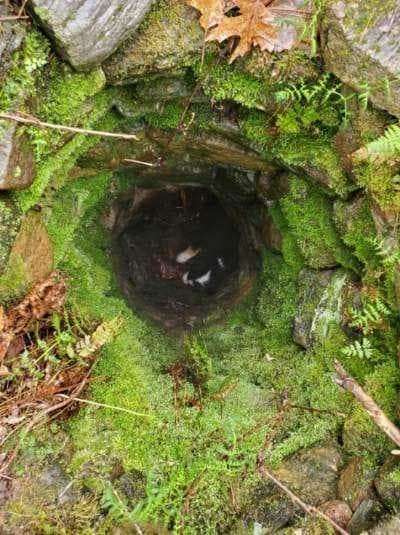 Dog playing in the woods falls accidently into a hole