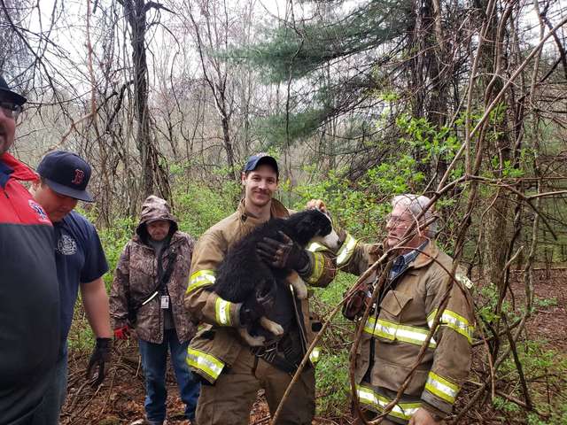 Dog playing in the woods falls accidently into a hole