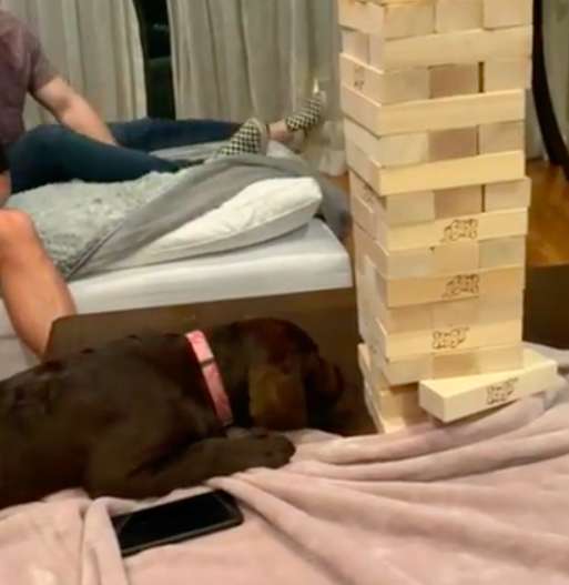 Labrador turns out to be a Jenga master as she surprises her family