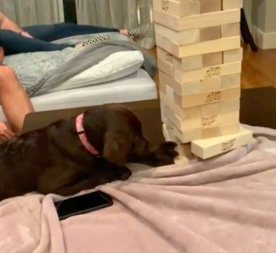 Labrador turns out to be a Jenga master as she surprises her family