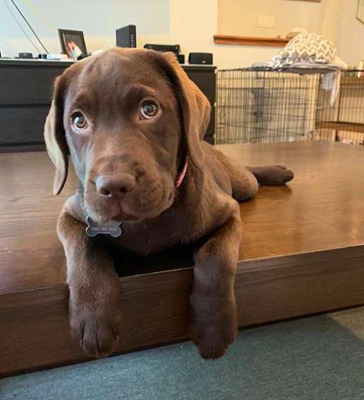 Labrador turns out to be a Jenga master as she surprises her family