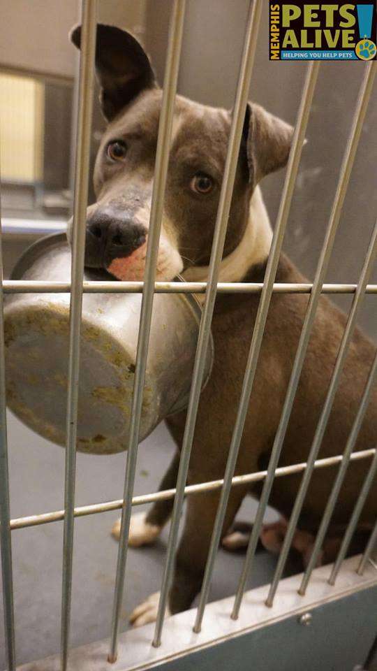 Shelter Obsessed With His Food Bowl, Refuses To Be Adopted Without It