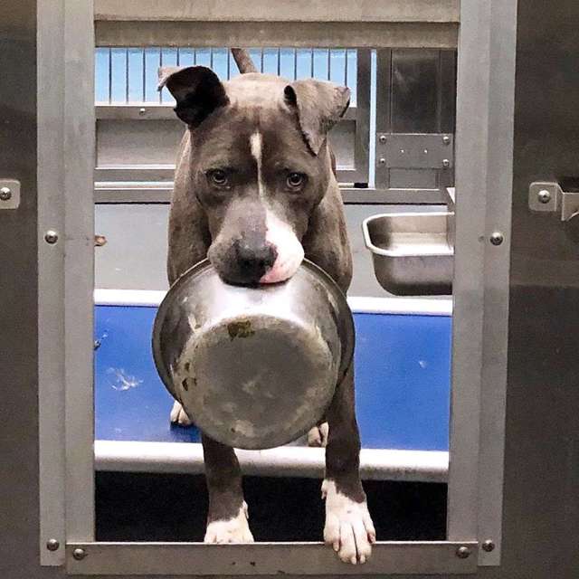 Shelter Obsessed With His Food Bowl, Refuses To Be Adopted Without It